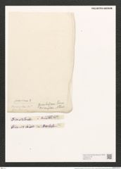 Campylodiscus triumphans A. Schm. (de-Toni-Nr.: Genus 57, Species 2446) Zeichnungen Sammlung Grunow (NHMW-BOT-W0373116)